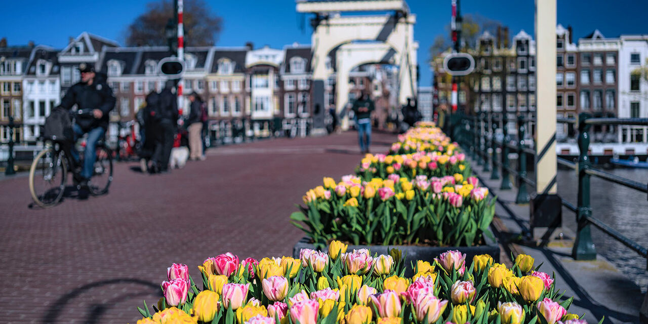 Tulp Festival Amsterdam brengt groet aan het voorjaar