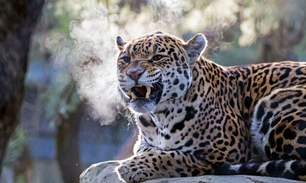 ARTIS maakt zich klaar voor de winter