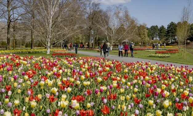 Testopenstelling Keukenhof goed verlopen