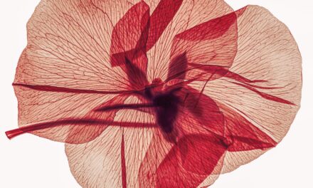 Floribunda brengt veertig jaar bloemenfotografie samen in Aalsmeer