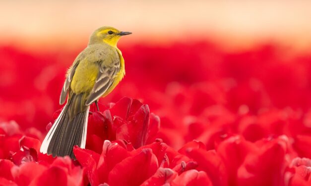 Lezing over vogelfotografie in Flower Art Museum
