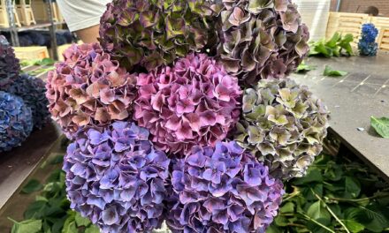 Hortensia kleurenspel op de Historische Tuin tijdens Kleur & Classics